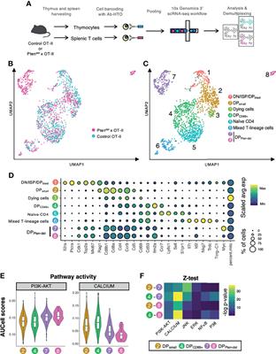 Calcium Signaling Is Impaired in PTEN-Deficient T Cell Acute Lymphoblastic Leukemia